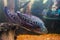 The clown featherback, clown knifefish, or spotted knifefish, Chitala ornata, is a nocturnal tropical fish swimming in the