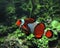 Clown Fish (Amphiprion Ocellaris)