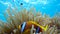 Clown fish in anemone close, Red sea. Egypt