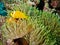 Clown Fish and anemone in coral reef