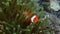 Clown fish in anemone coral reef of indonesia nemo