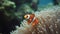 Clown fish and anemone on a tropical coral reef