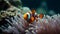 Clown fish and anemone on a tropical coral reef