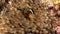 Clown fish in Anemone underwater of Red sea.