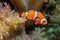 Clown fish, Anemonefish (Amphiprion ocellaris) swim among the tentacles of anemones, symbiosis of fish and anemones