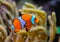 Clown fish, Anemonefish (Amphiprion ocellaris) swim among the tentacles of anemones, symbiosis of fish and anemones