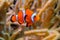 Clown fish, Anemonefish (Amphiprion ocellaris) swim among the tentacles of anemones, symbiosis of fish and anemones