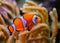 Clown fish, Anemonefish (Amphiprion ocellaris) swim among the tentacles of anemones, symbiosis of fish and anemones