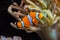 Clown fish, Anemonefish (Amphiprion ocellaris) swim among the tentacles of anemones, symbiosis of fish and anemones