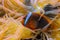 Clown fish, Anemonefish (Amphiprion sp.) swim among the tentacles of anemones, symbiosis of fish and anemones