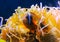 Clown fish, Anemonefish (Amphiprion sp.) swim among the tentacles of anemones, symbiosis of fish and anemones