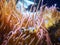 Clown fish anemones