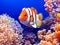 Clown fish in colorful coral reef, clown fish in anemone, Nemo cartoon