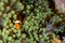 Clown fish in green anemone