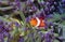 Clown fish hiding among sea anenomies