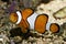 Clown Fish known as Nemo - Amphiprion Percula