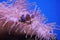 Clown fish with sea anemone coral at dark light aquarium