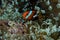 Clown fish in sea anenome