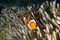 Clown fish in sea grass, Similan, Thailand