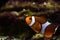 Clown fish swim above the bottom