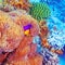 Clown fish swimming near colorful corals