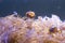 Clown Fish swimming in sea anemones in aquarium