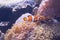 Clown Fish swimming in sea anemones in aquarium