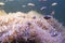 Clown Fish swimming in sea anemones in aquarium