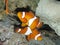 Clown fishes