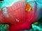 Clown nemo - anemone fish
