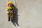 Clown sits on a swing in a rainbow suit on a wall background