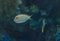 Clown tang fish, Acanthurus lineatus