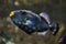 Clown triggerfish Balistoides conspicillum