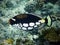 Clown triggerfish in Maldives