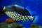 Clown Triggerfish, Spotted Triggerfish swims in the aquarium