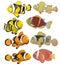 Clownfish