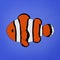 Clownfish, Amphiprion