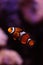 Clownfish, Amphiprioninae