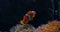 Clownfish Amphiprioninae Anemonefish Nemo Underwater