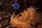 Clownfish Amphiprioninae and royal blue tang