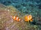 Clownfish & Anemone