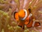 Clownfish in an Anemone