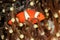 Clownfish in anemone