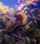 Clownfish in anemone. Aquarium