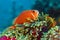 Clownfish , anemone fish, hiding in pink sea anemone