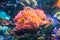 Clownfish or Anemonefish