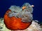 Clownfish or anemonefish on anemone