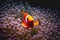 Clownfish in anemones coral anemone clown fish orange colorful