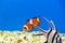 Clownfish with apogon in blue water