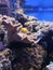 Clownfish in a coral aquarium